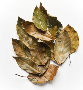 Avocado Leaves - [Kidney Support][Blood Pressure][Blood Sugar]