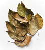 Avocado Leaves - [Kidney Support][Blood Pressure][Blood Sugar]