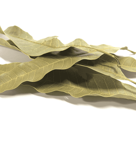 Mango Leaves - [Blood Pressure][Blood Sugar][Antioxidant]