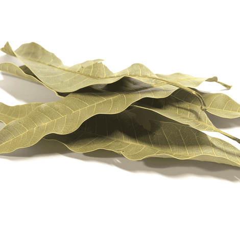 Mango Leaves - [Blood Pressure][Blood Sugar][Antioxidant]